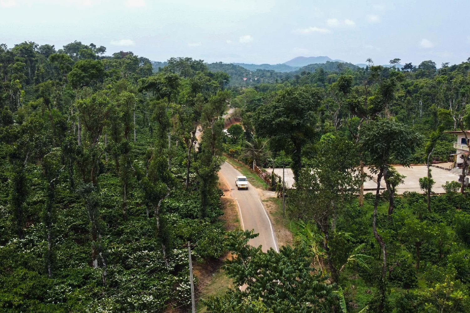 Lush green coffee plantation in Malanadu